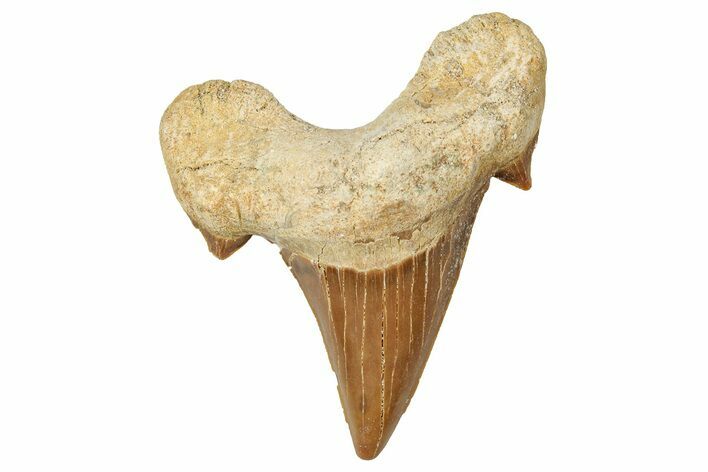 Fossil Shark Tooth (Otodus) - Morocco #353458